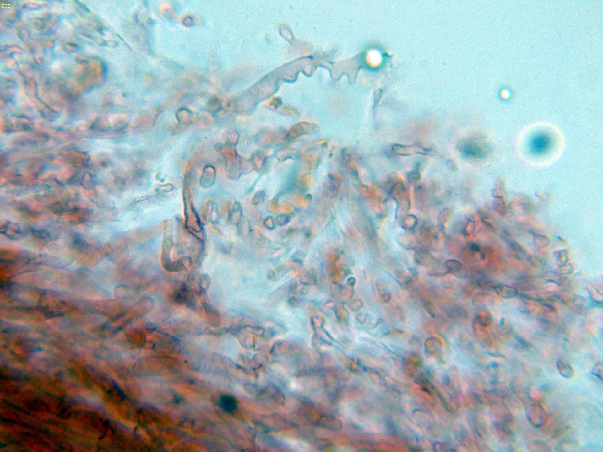 Microscopía de Mycena rubromarginata - 10 - Suprapellis-003